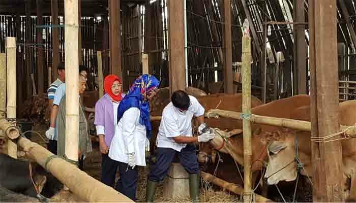 petugas Sudin KPKP Jakarta Timur saat memeriksa hewan kurban. (Ifand)