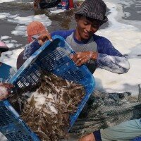 Para peternak tambak udang di Desa Batangsari, Kabupaten Subang, Jawa Barat. (ist)