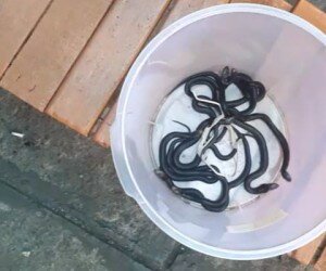 anak ular kobra yang diamankan petugas PKP Jakarta Timur. (Ifand)