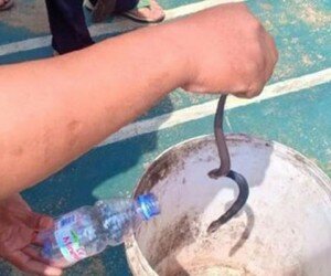 Salah satu anak ular jenis King Cobra yang berhasil ditangkap warga perumahan Royal Citayam Regensi, Bojonggede. (anton)